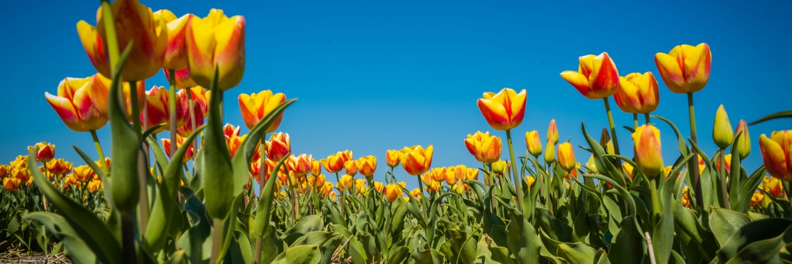 Tulpen veld met rood/gele tulpen.